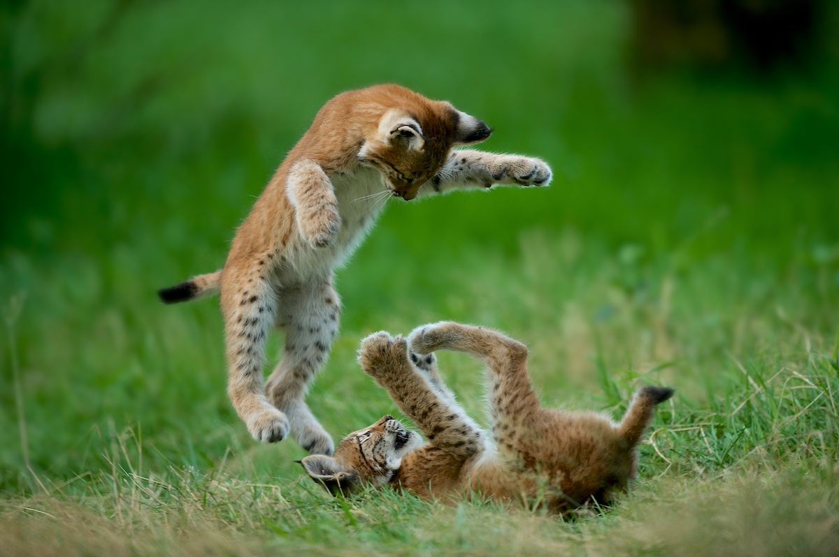 Flying lynx