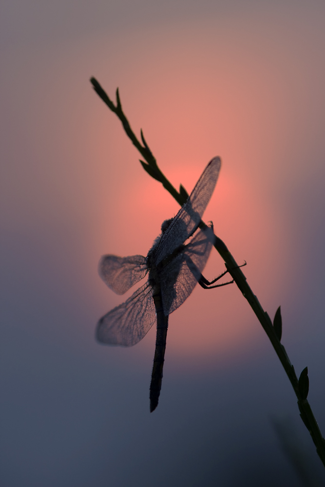 Libelle vor morgentlicher Sonne