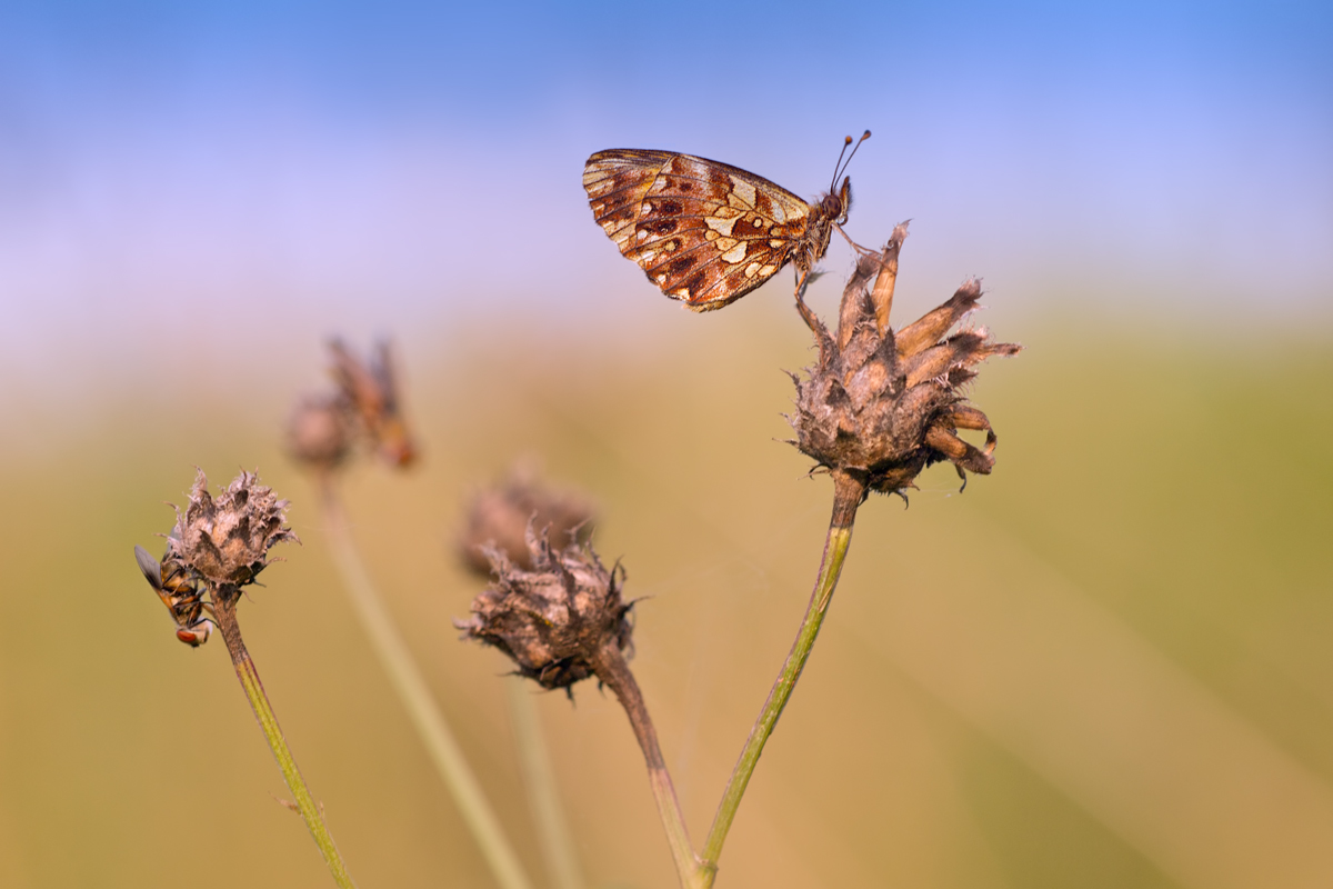 Boloria die Schlafgemeinschaft
