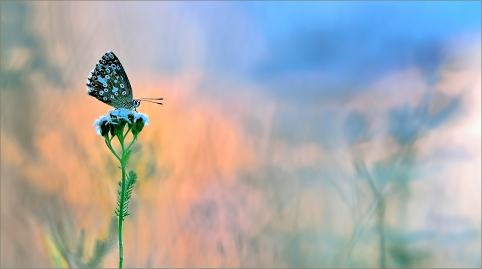 - Summerdreams -
