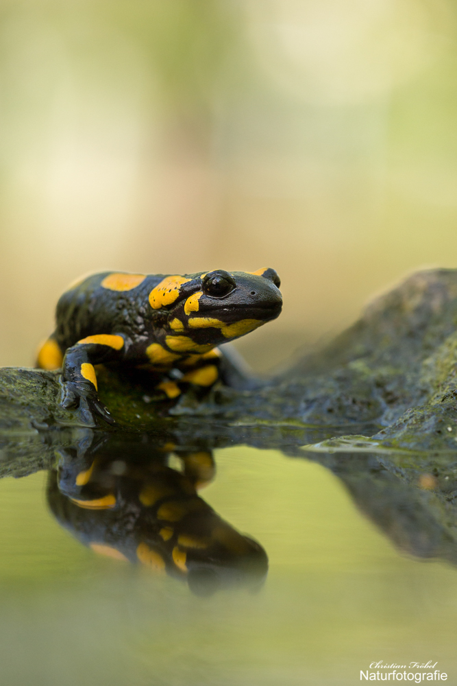 - Salamander - (Forum für Naturfotografen)