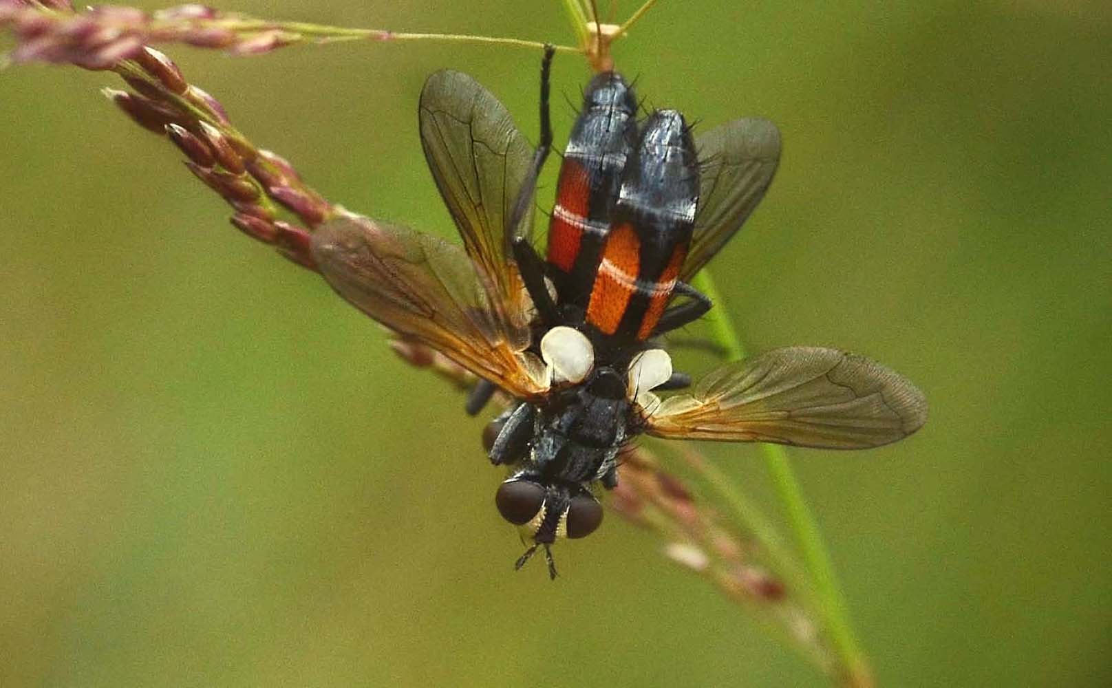 Raupenfliegen in Aktion