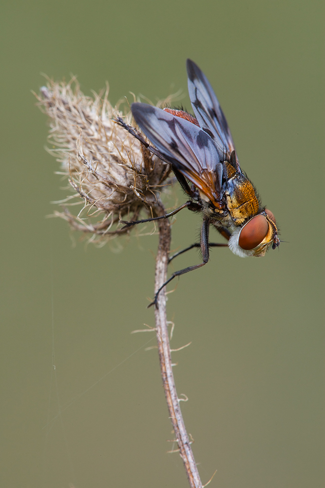 Raupenfliege