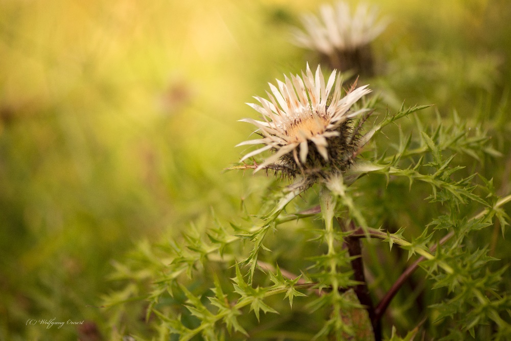 Silberdistel (Carlina acaulis)