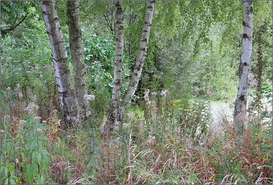 bei den Birken