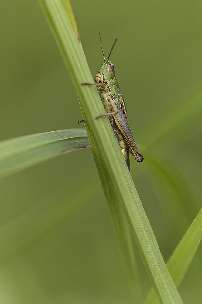 Grashüpfer