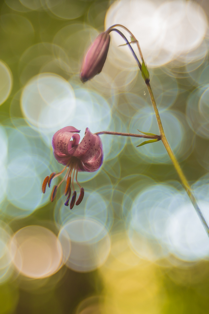 Lilium martagon