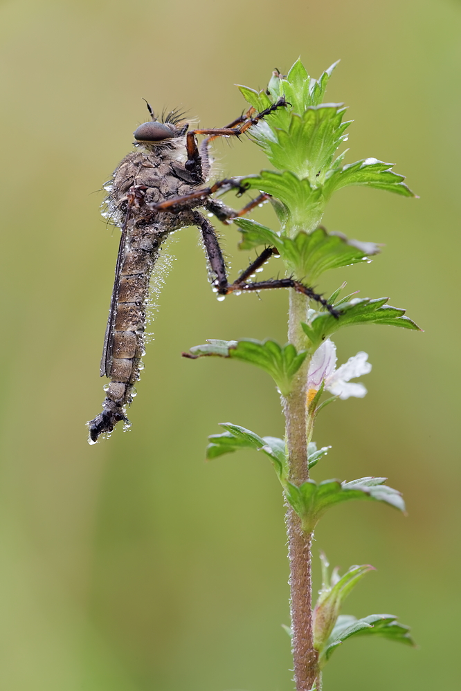 Raubfliege