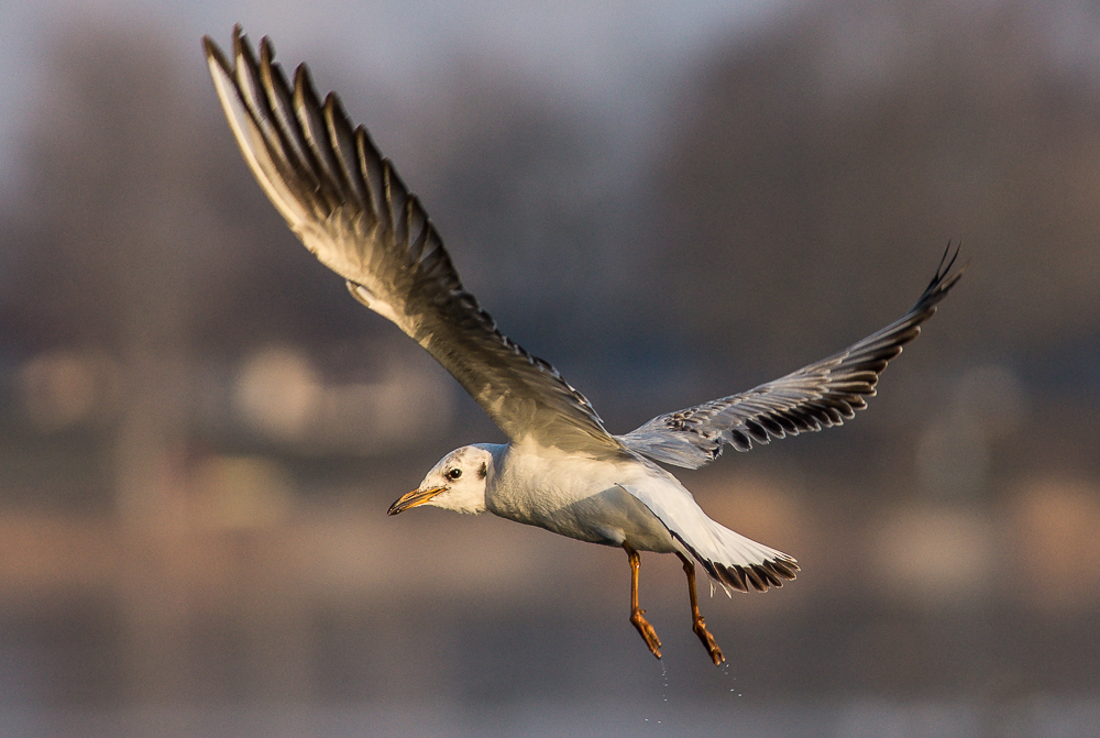 Möwe