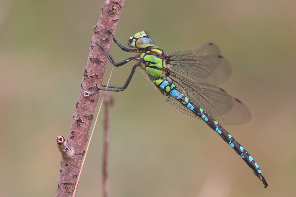 Aeshna cyanea