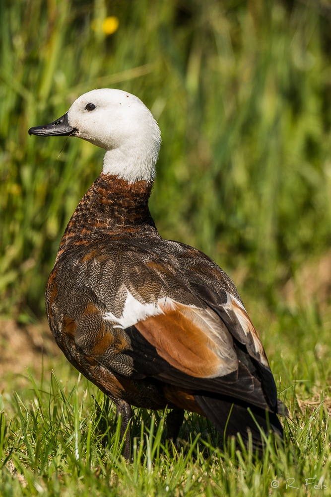 Paradise Shelduck (w)