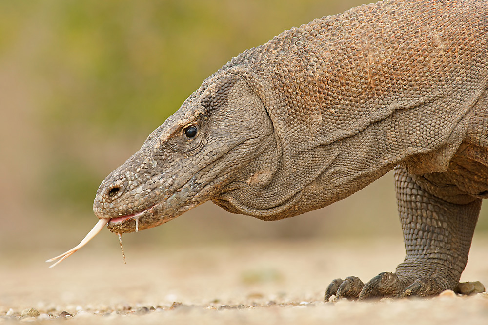 Komodowaran