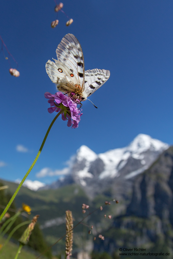 Apollo und Eiger und Mönch