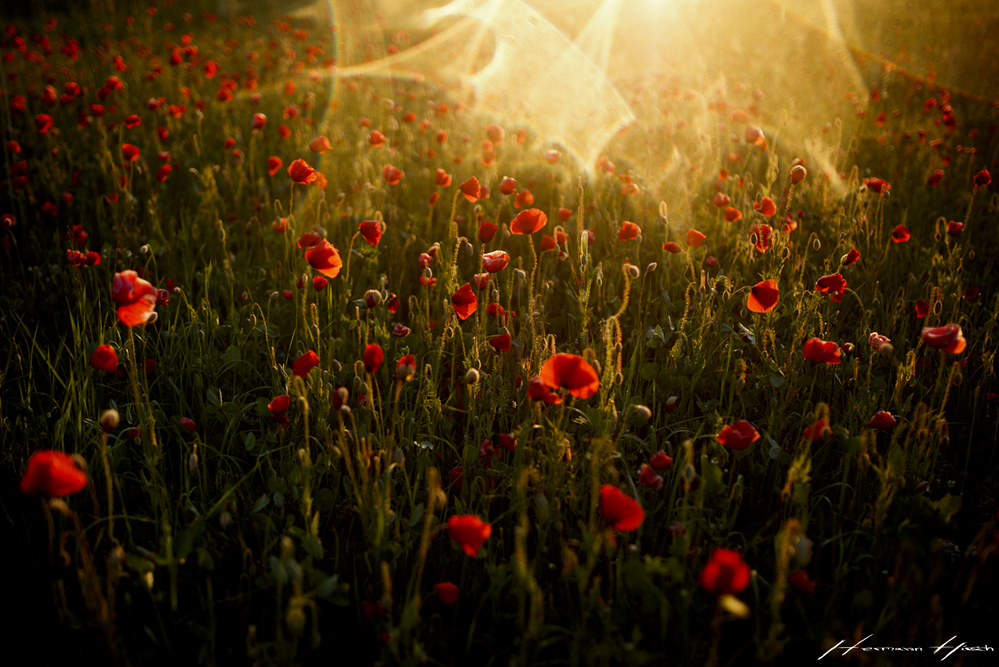 Sommer!