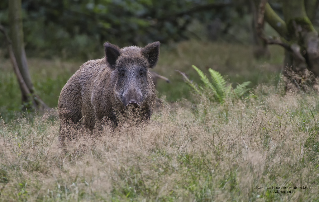 Mal Schwein gehabt