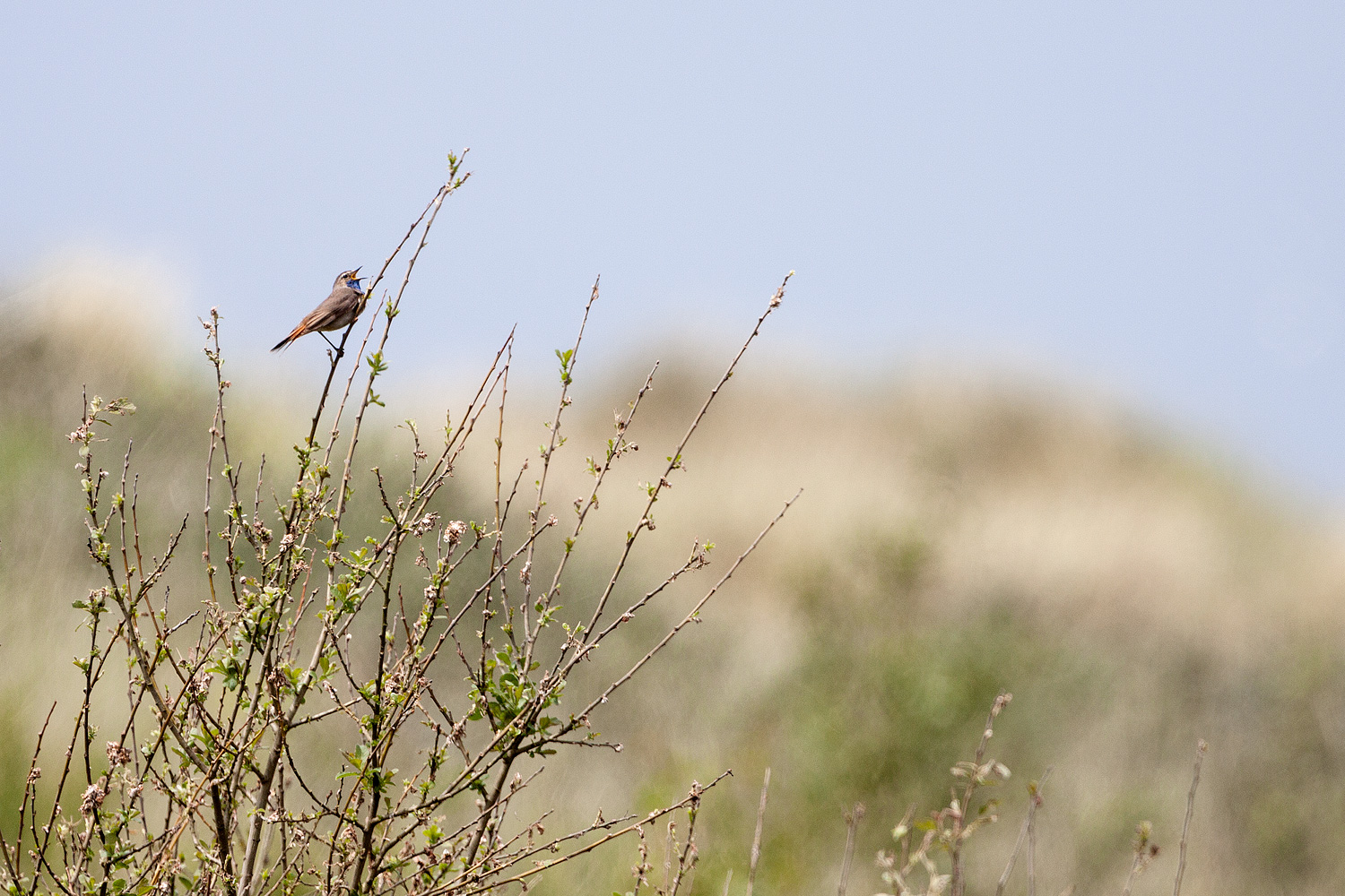 Singendes Blaukehlchen