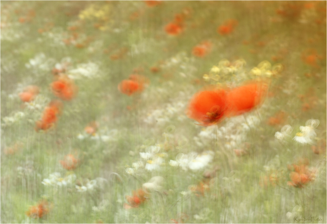 Mohn mit Zugabe