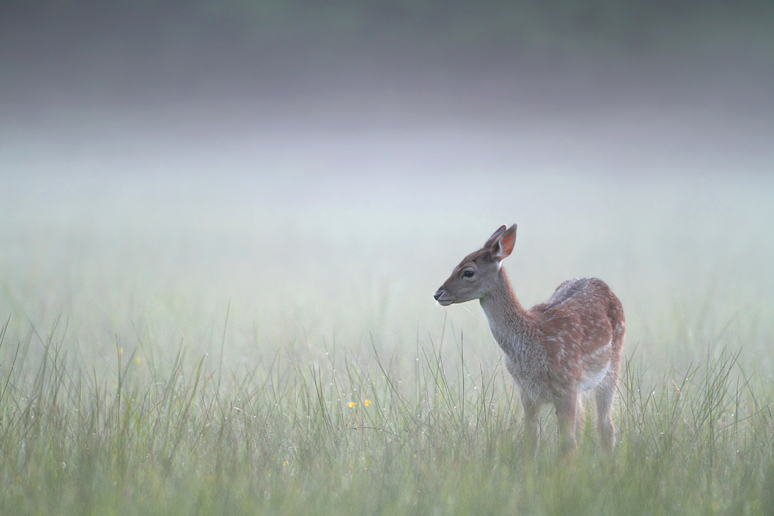 Damkalb im Nebel