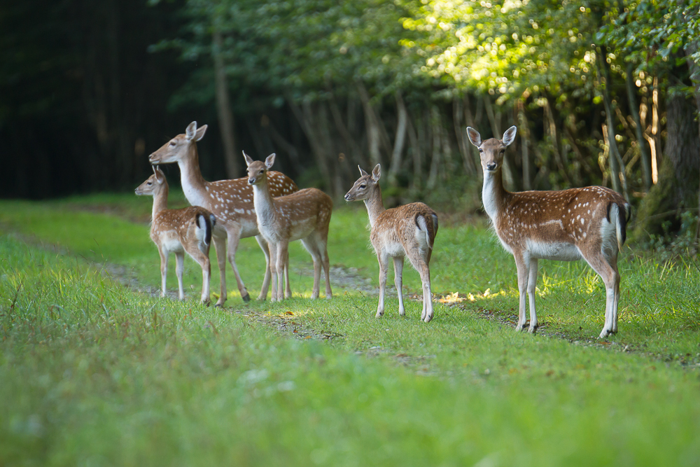 Familie Dammwild ...