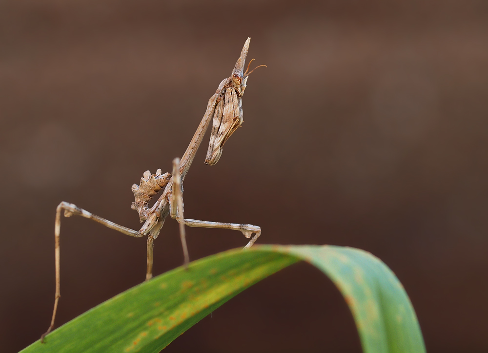 Empusa pennata