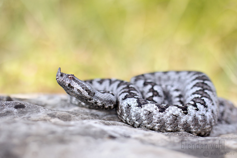 Hornotter ♂