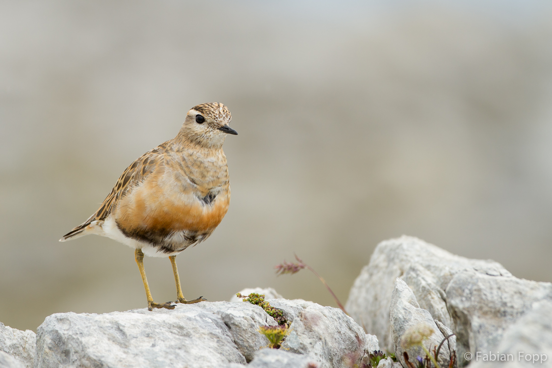 Mornellregenpfeifer (Charadrius morinellus)