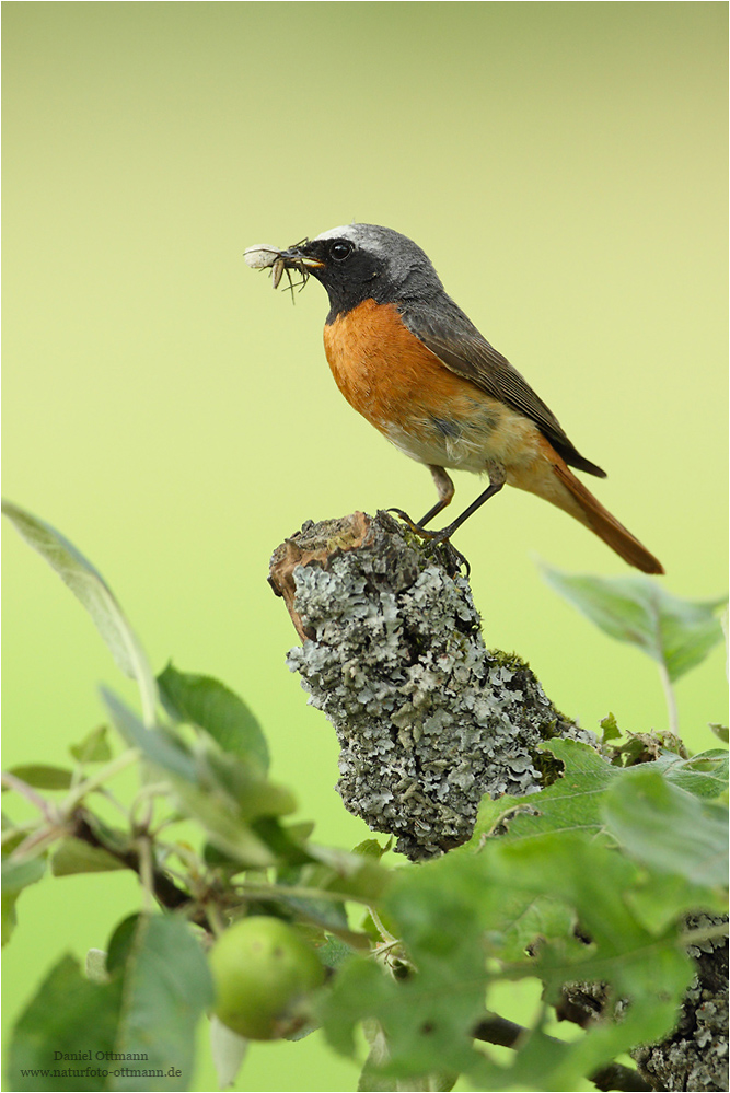 Fleißiger Vater