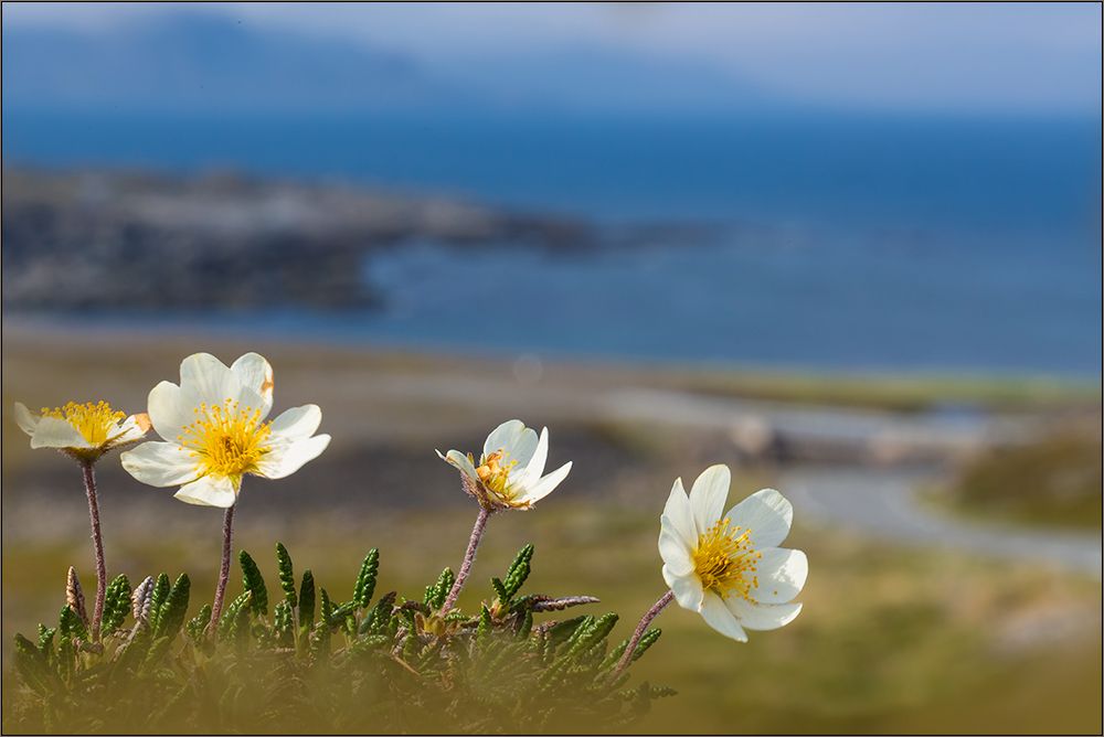 Silberwurzblüten