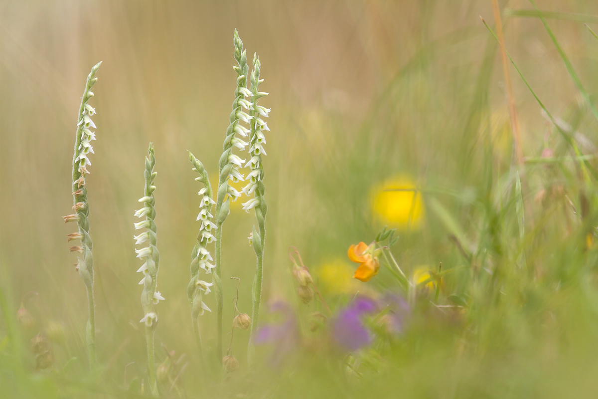 Herbst-Drehwurz Quintett