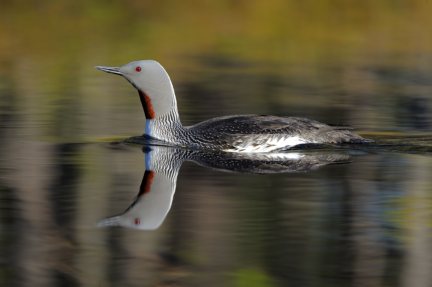 Sterntaucher