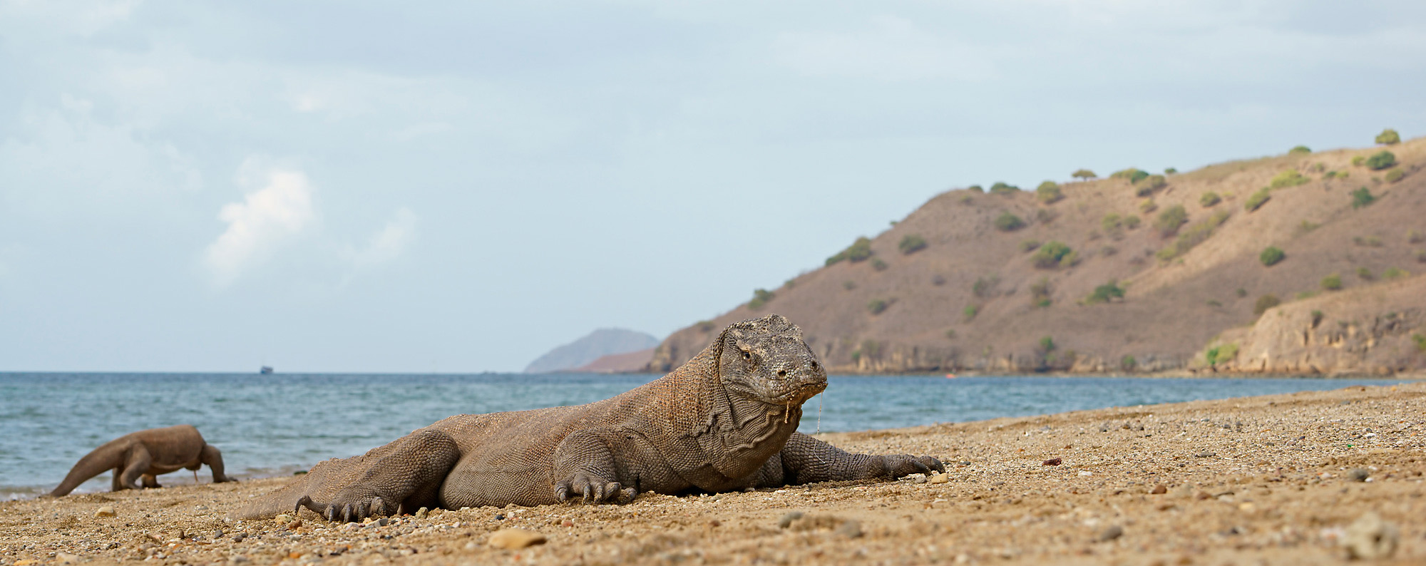 Komodowarane