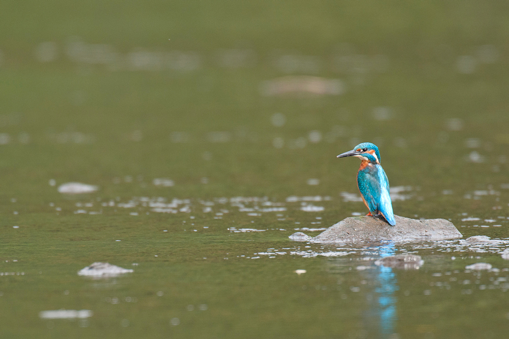 Eisvogel