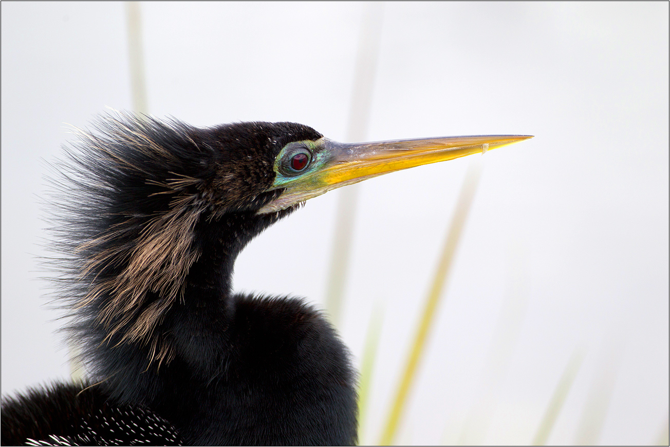 Schlangenhalsvogel