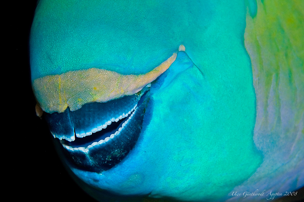 Papageienschnabel (Forum für Naturfotografen)