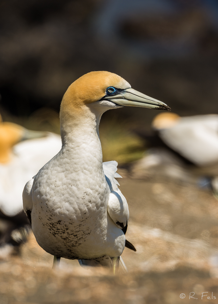 Australasian Gannet