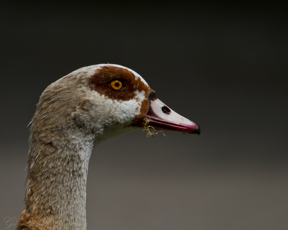 Nilgans - wenn auch am Neckar