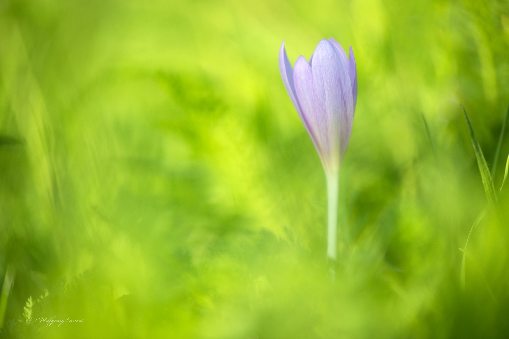 Herbst-Zeitlose (Colchicum autumnale)