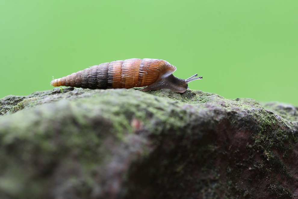 Schließmundschnecke