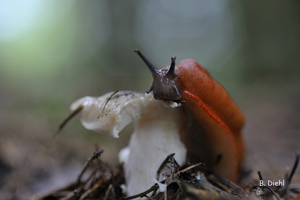 rote Wegschnecke