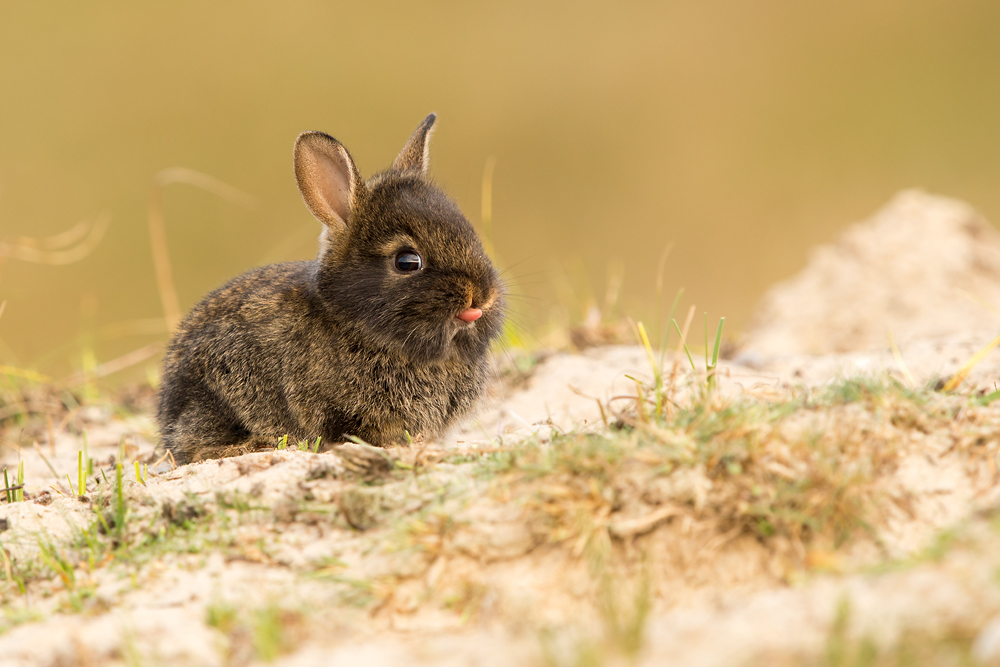 Wildkaninchen