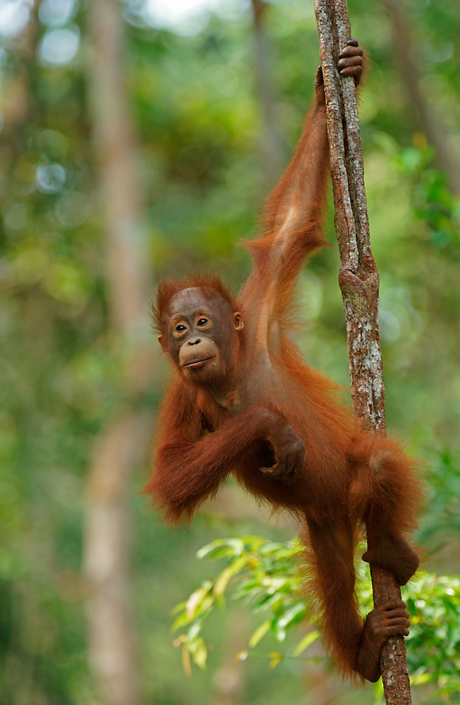 Borneo-Orang-Utan Jungtier (Forum für Naturfotografen)