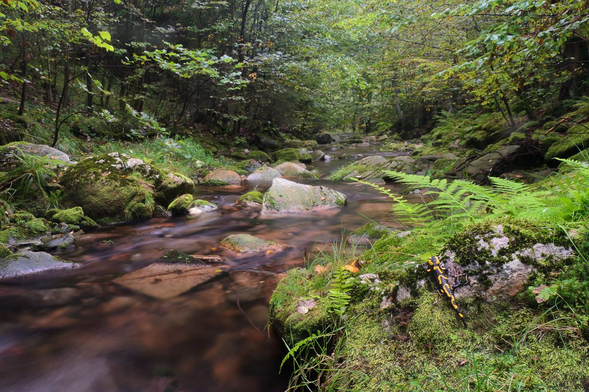 Im Tal der Feuersalamander