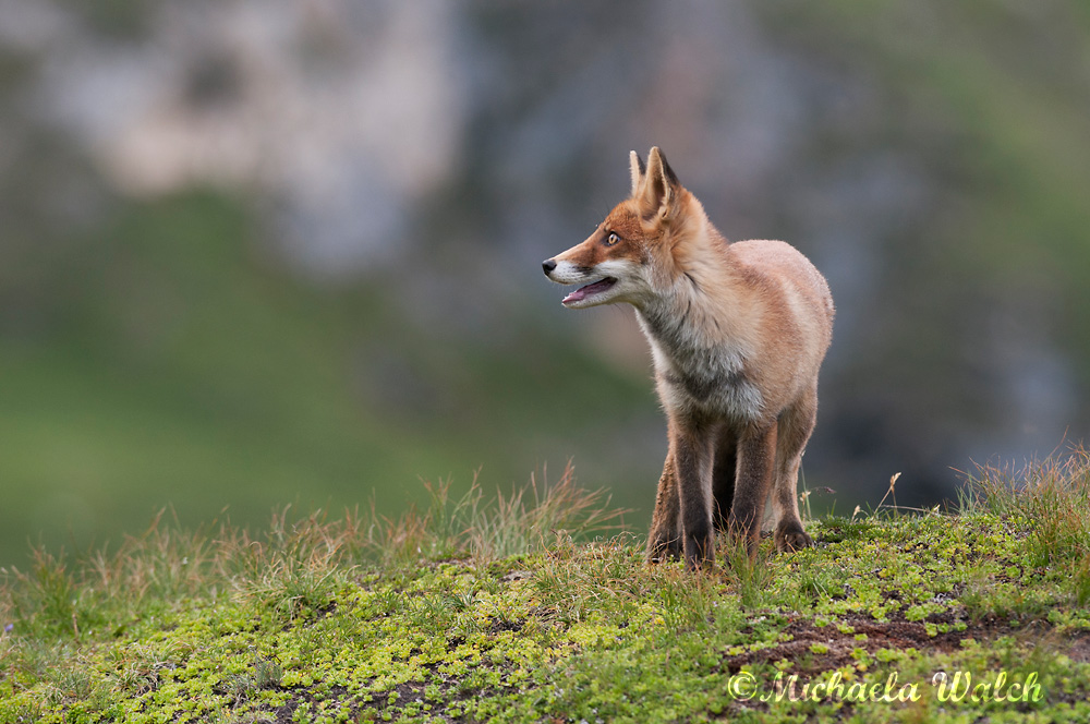 Bergfuchs