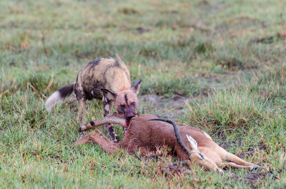 Afrikanischer Wildhund mit erlegter Impala