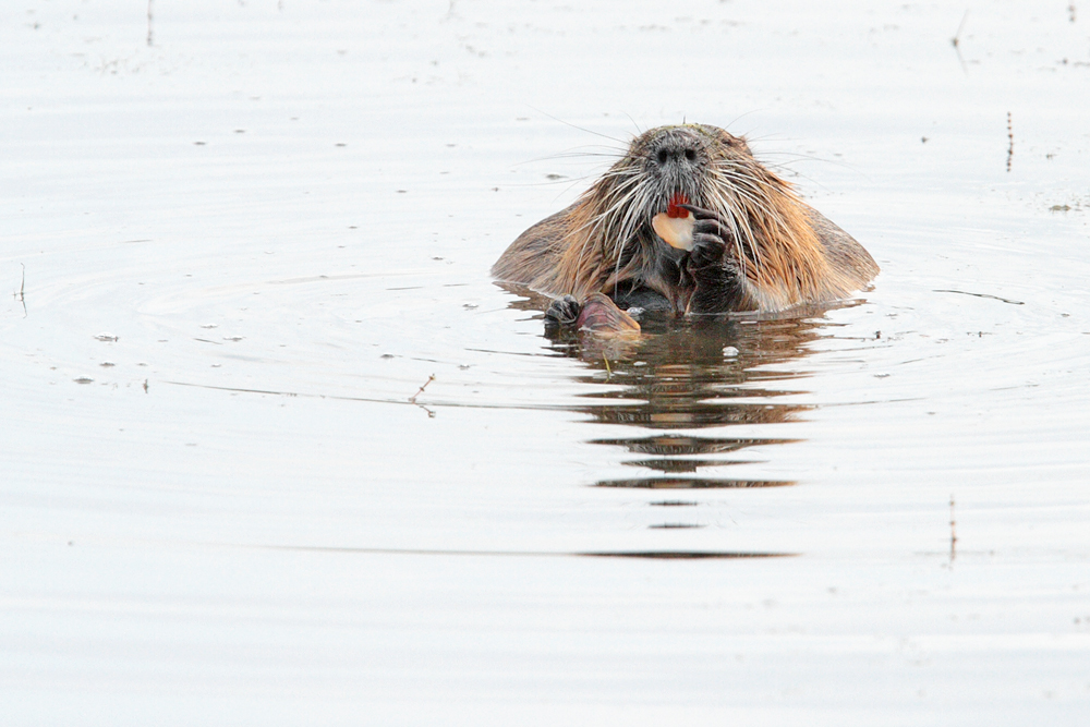 Nutria