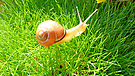 Schwarzmündige Schnecke