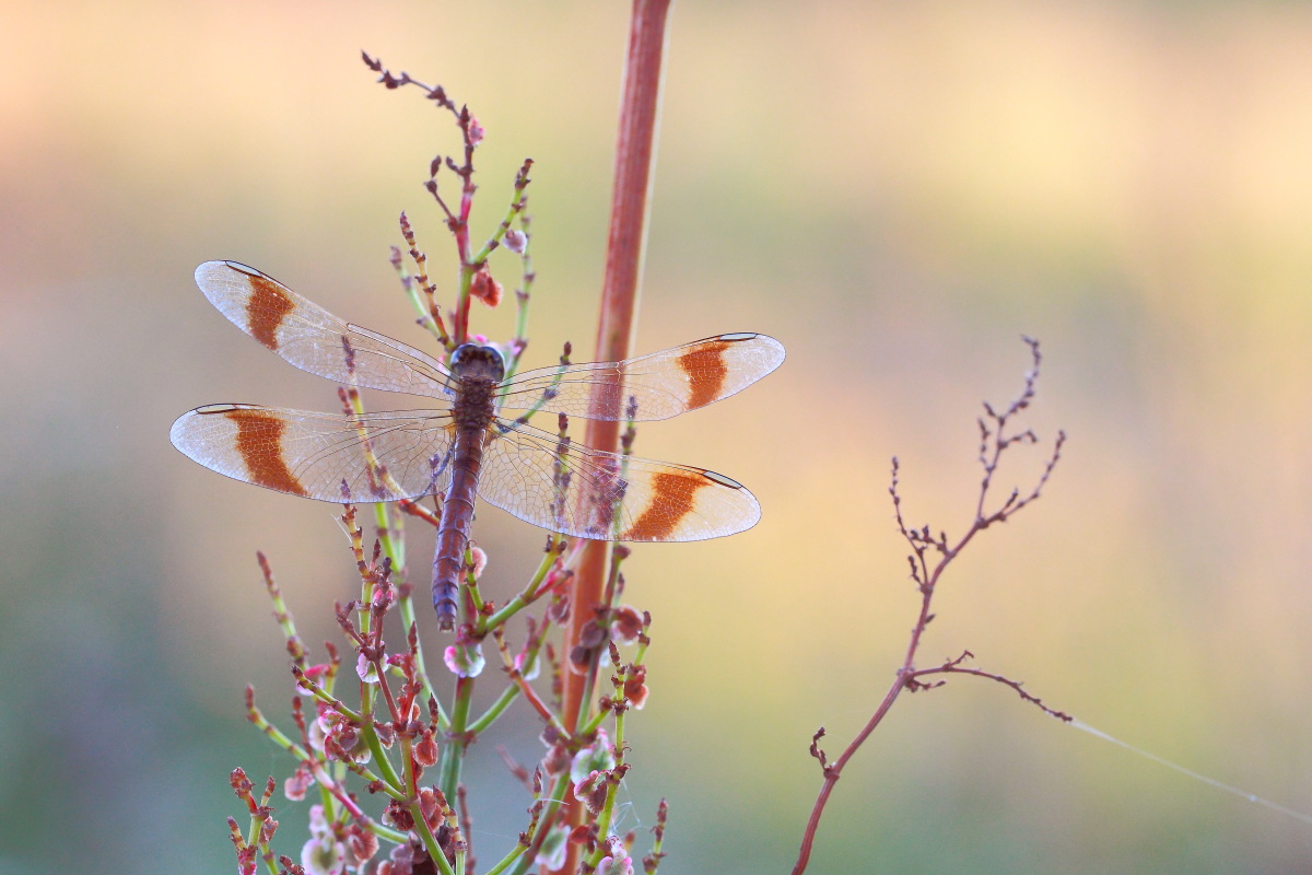 Sympetrum pedemontanum II