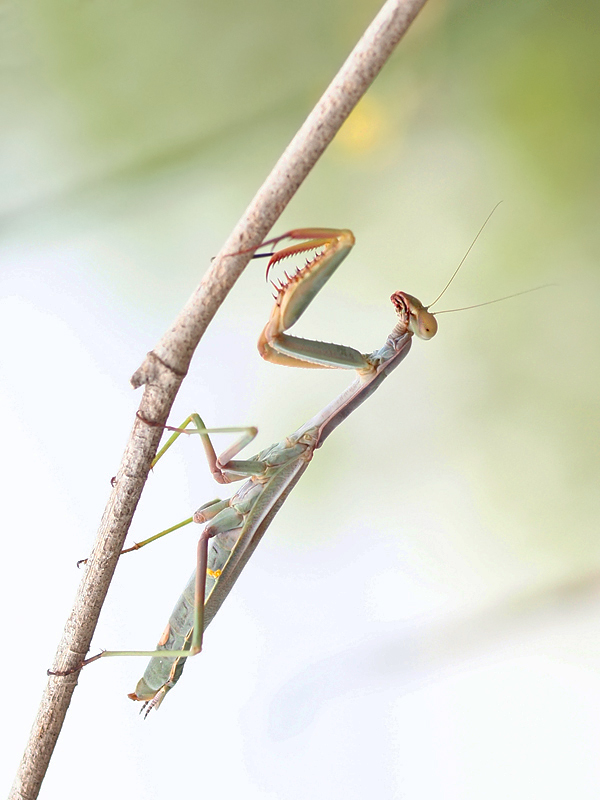 Junge Mantis klassisch