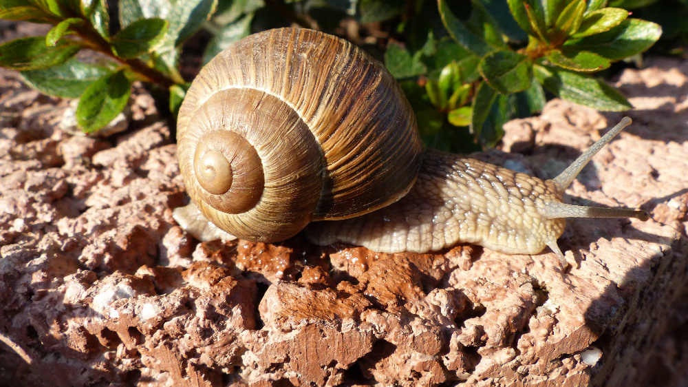 Weinbergschnecke (Helix pomatia)