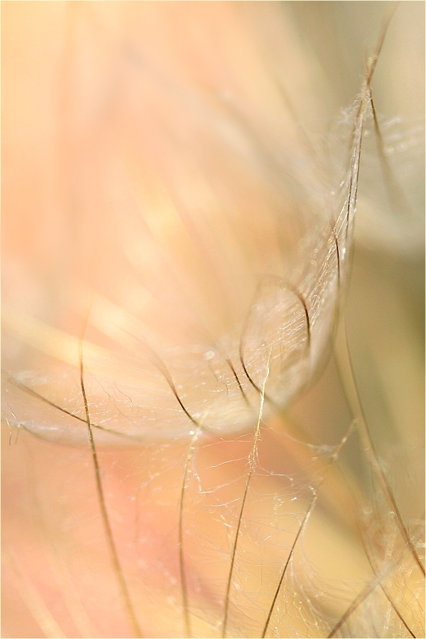 Tragopogon pratensis